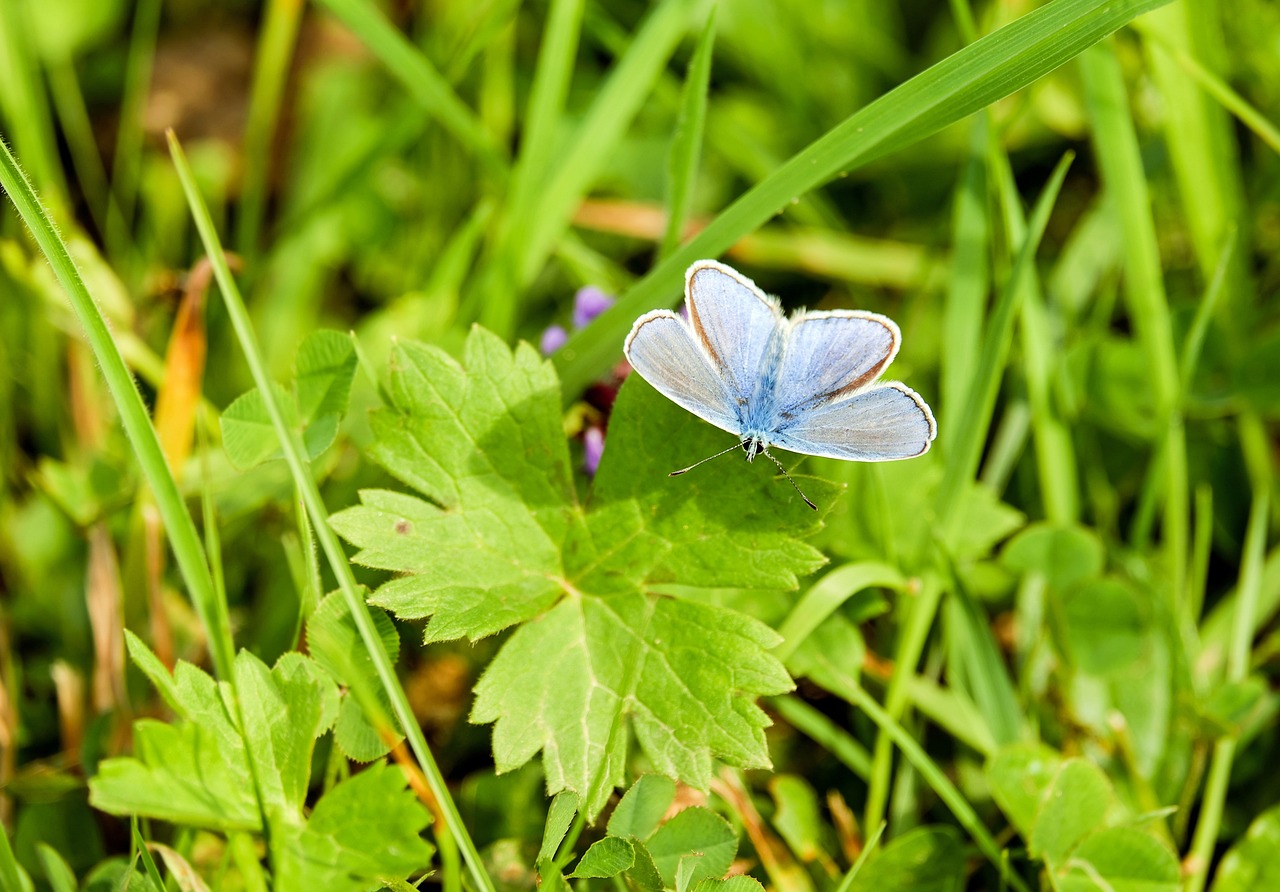  Why is Sustainability so Divisive? 
